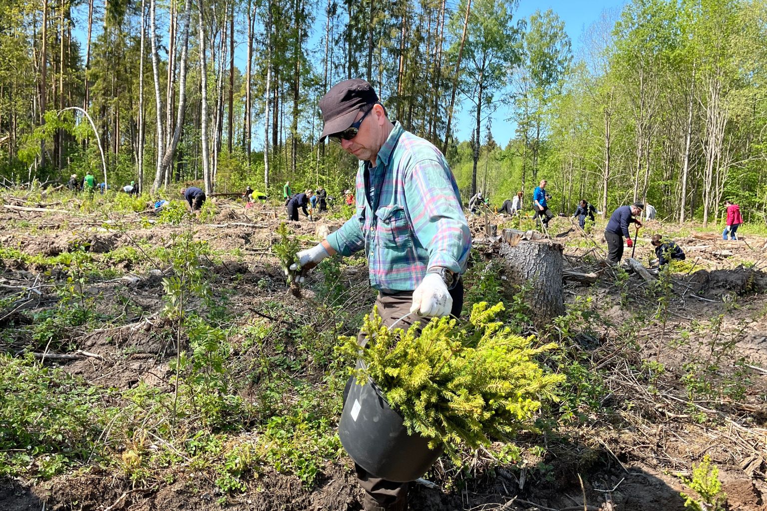 indrek metsa istutamisel kuuskesid kandmas